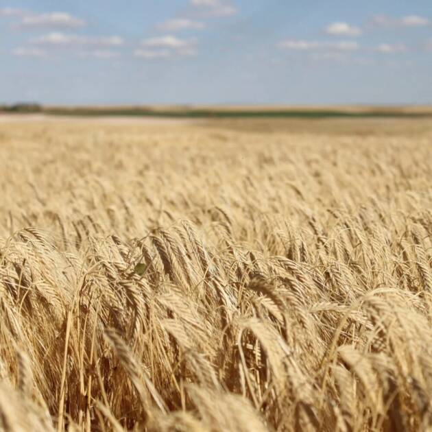 Cebada RGT Medinaceli