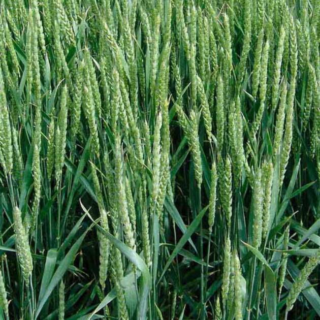 Trigo Blando Bonifacio