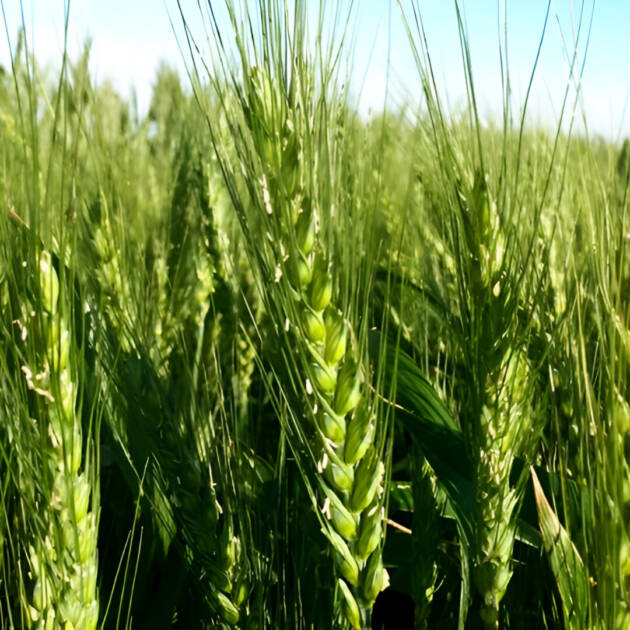 Trigo Blando LG Acorazado