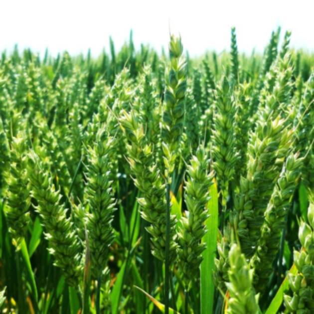 Trigo Blando LG Fortunato