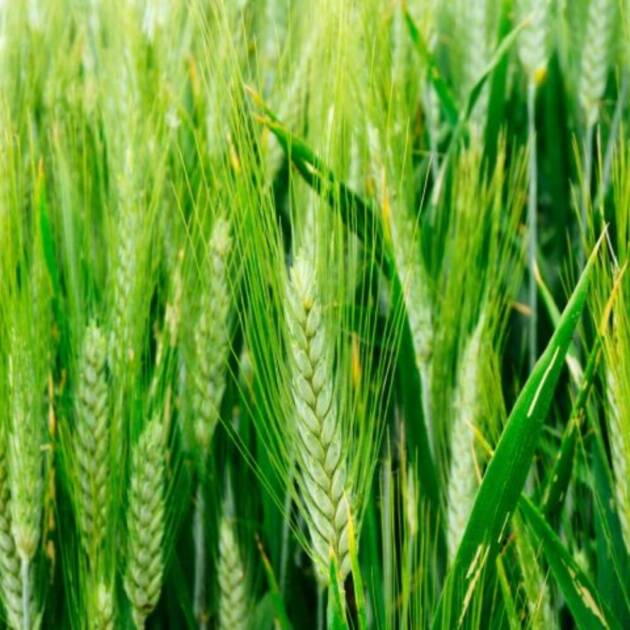 Trigo Blando LG Rufo